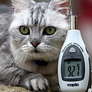 Самая шумная кошка