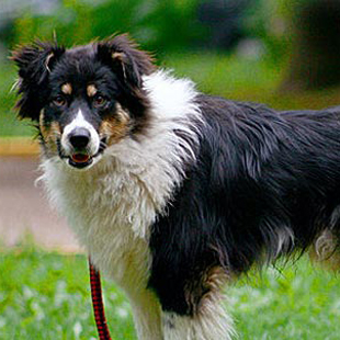 Самая умная собака